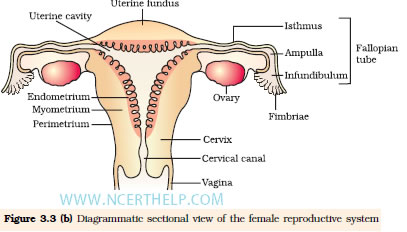 BIOLOGY NOTES Copper T Mirena Surgical Methods